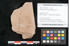 Foto (Objekt + Etikett) von Rhytisma feroniae Ettingshausen (NHMW-GEO-2024-0188-6391)